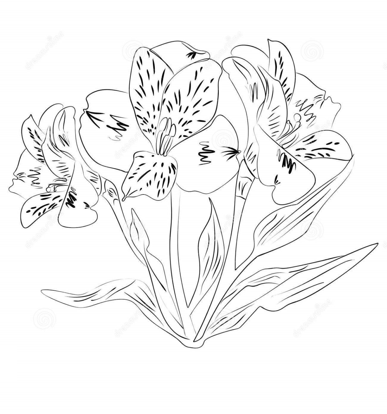 Alstroemeria Coloring Pages 7