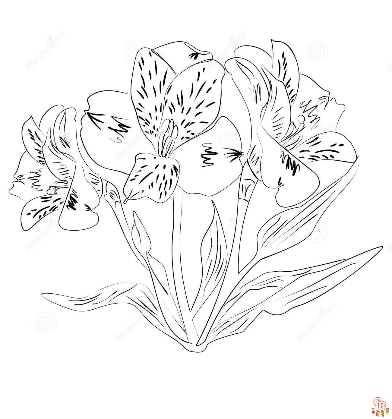 Alstroemeria Coloring Pages 7