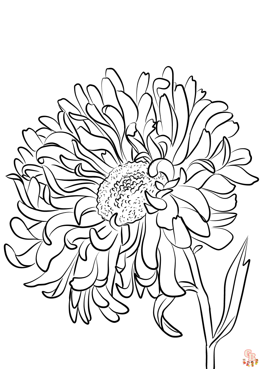 Aster Coloring Pages 1