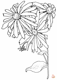 Aster Coloring Pages 3