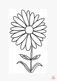 Aster Coloring Pages 4