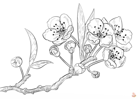Cherry Blossom Coloring Pages 3