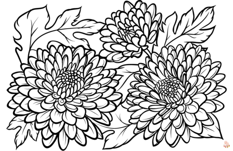 Chrysanthemums Coloring Pages easy 1