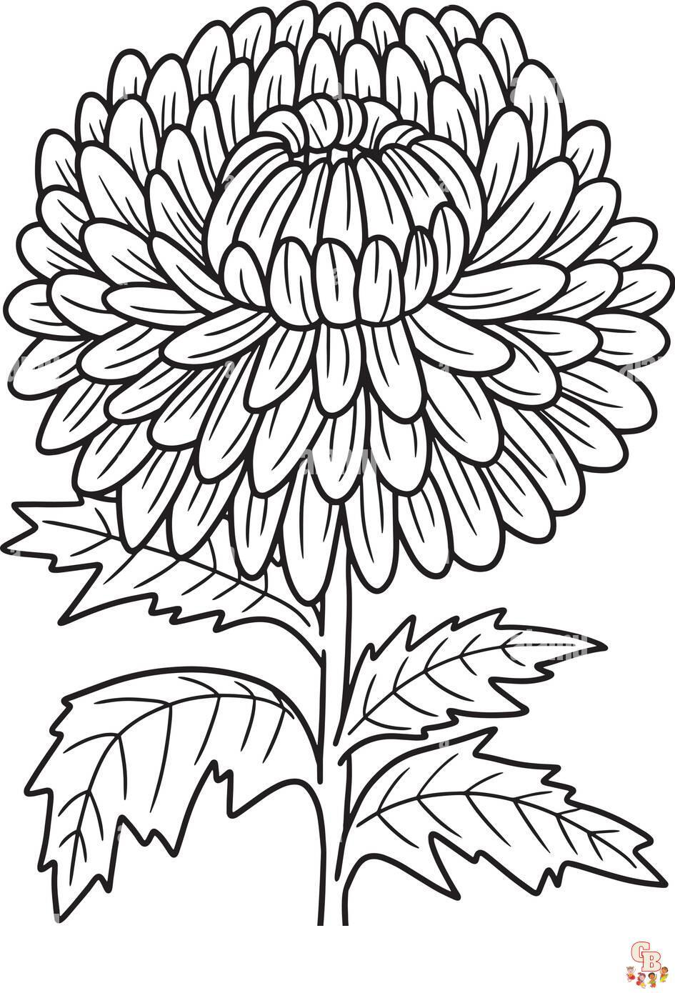 Chrysanthemums Coloring Pages printable 2