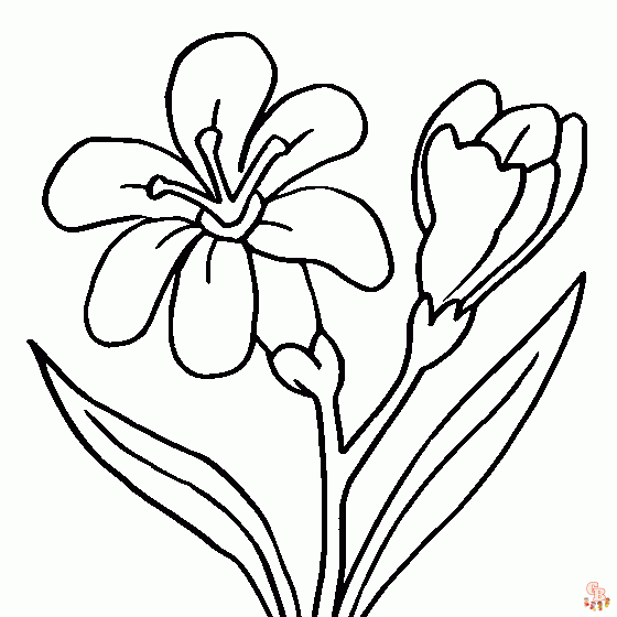Freesia Coloring Pages 1