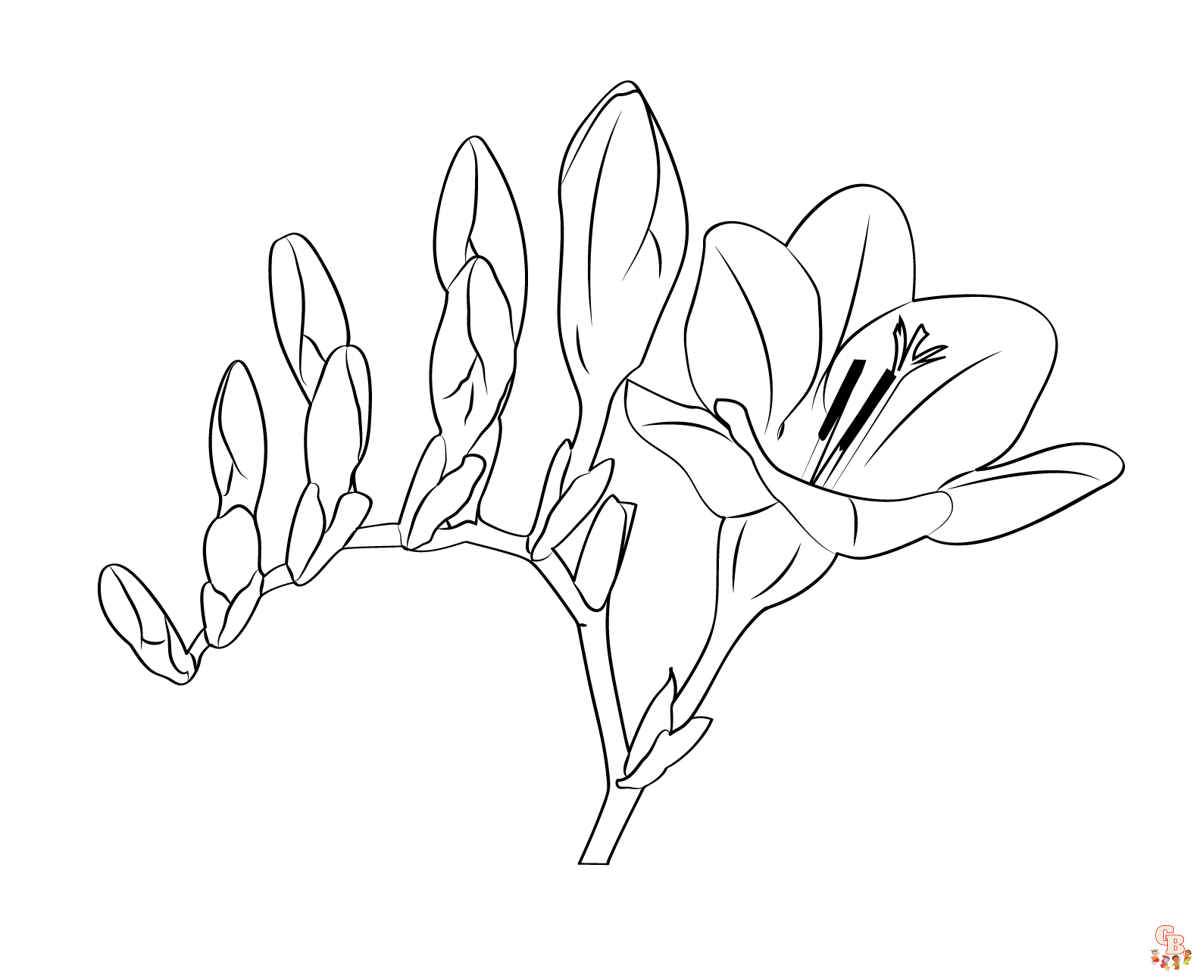 Freesia Coloring Pages 1