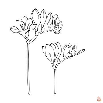Freesia Coloring Pages 3