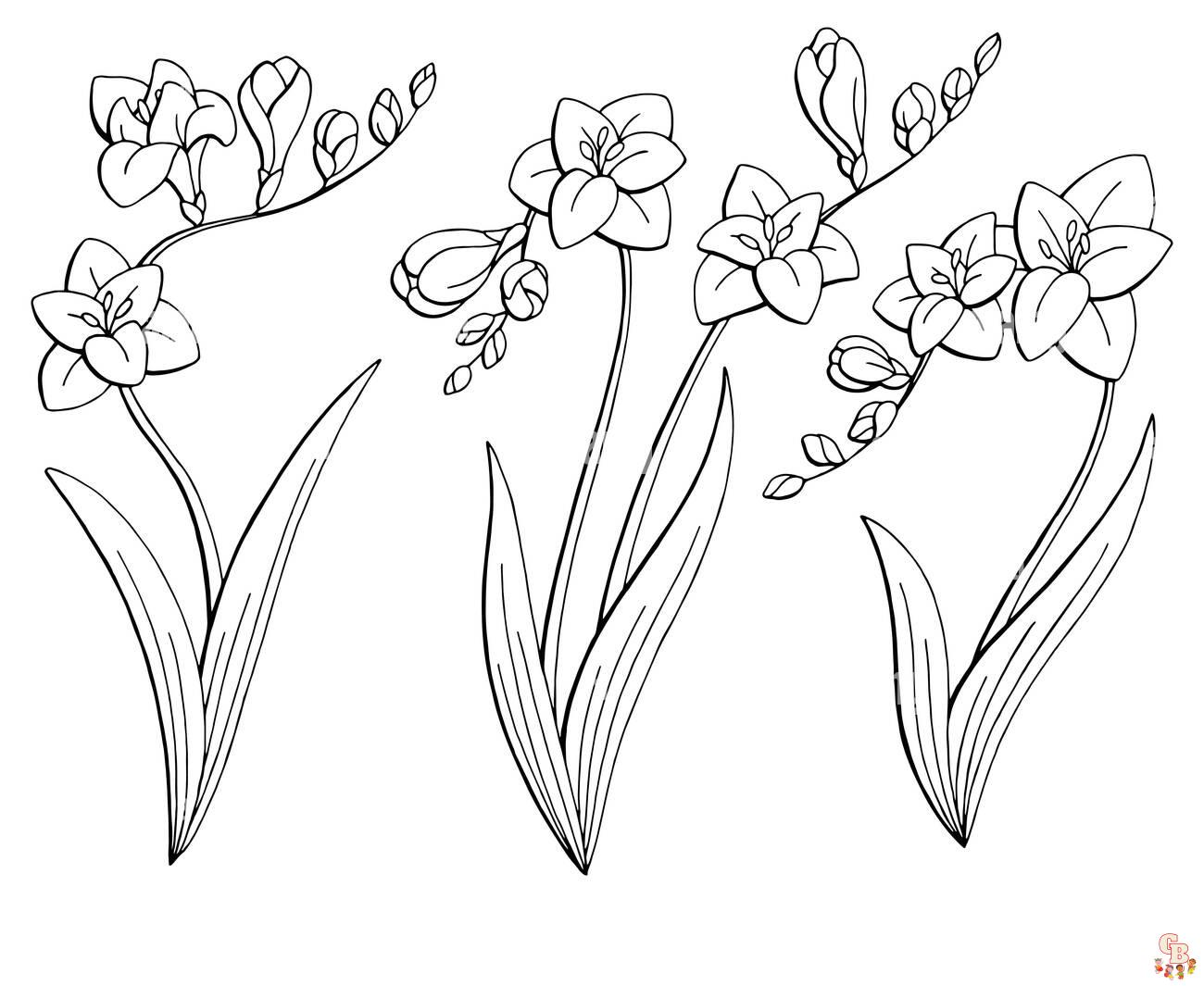 Freesia Coloring Pages 8