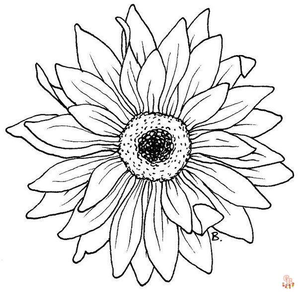 Gerberas Coloring Pages 1