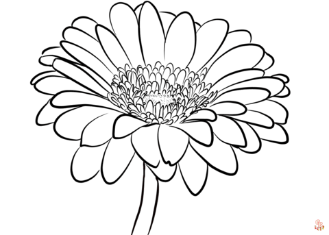 Gerberas Coloring Pages 3