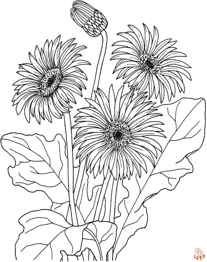 Gerberas Coloring Pages 7