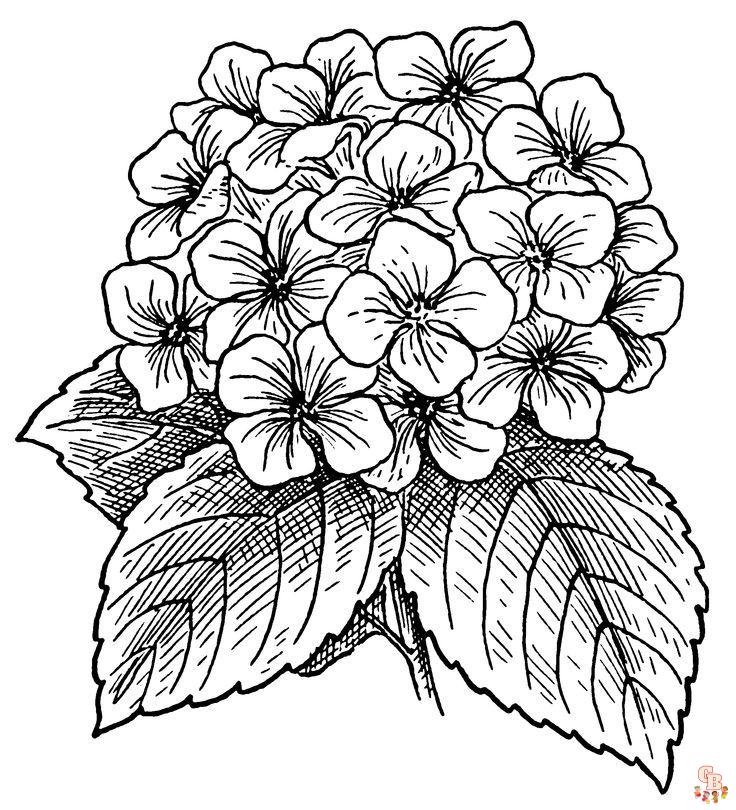 Hydrangea Coloring Pages7