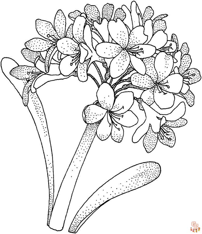 Hydrangea Coloring Pages9