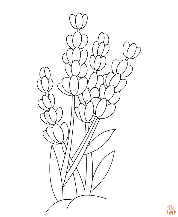 Lavender Coloring Pages for kids 1
