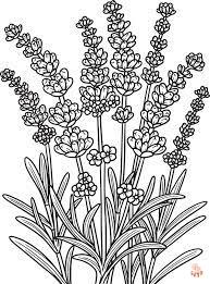 Lavender Coloring Pages for kids 2