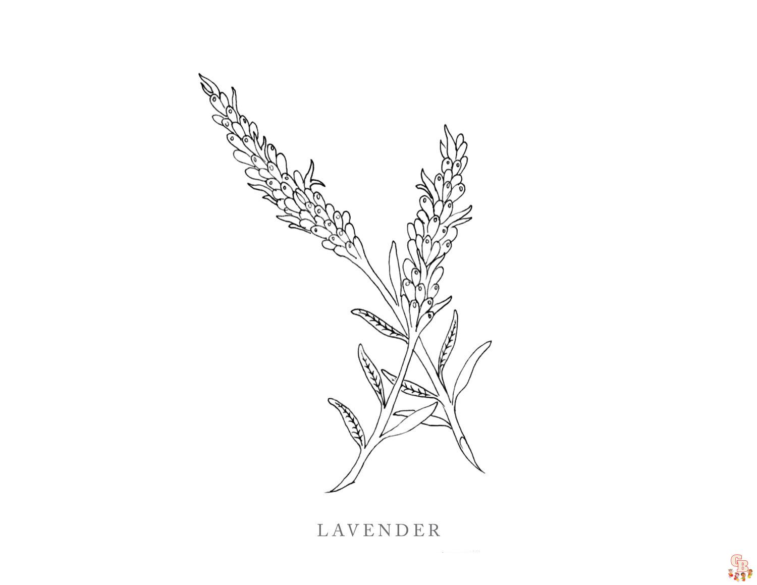 Lavender Coloring Pages printable 1