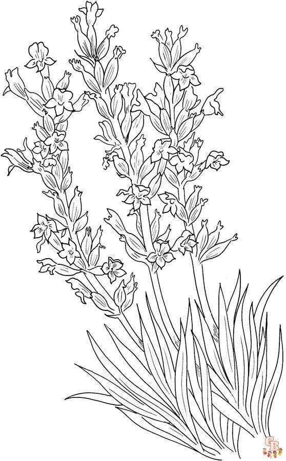 Lavender Coloring Pages printable 2