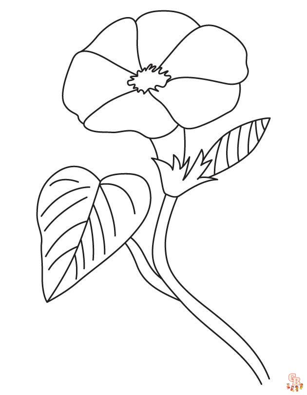 Morning Glory Coloring Pages 3