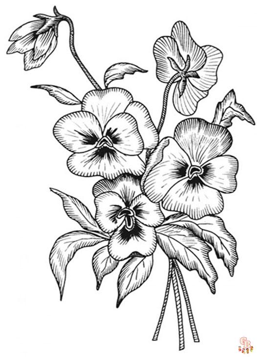 Pansy coloring pages08