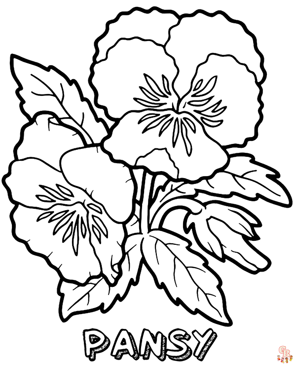 Pansy coloring pages10
