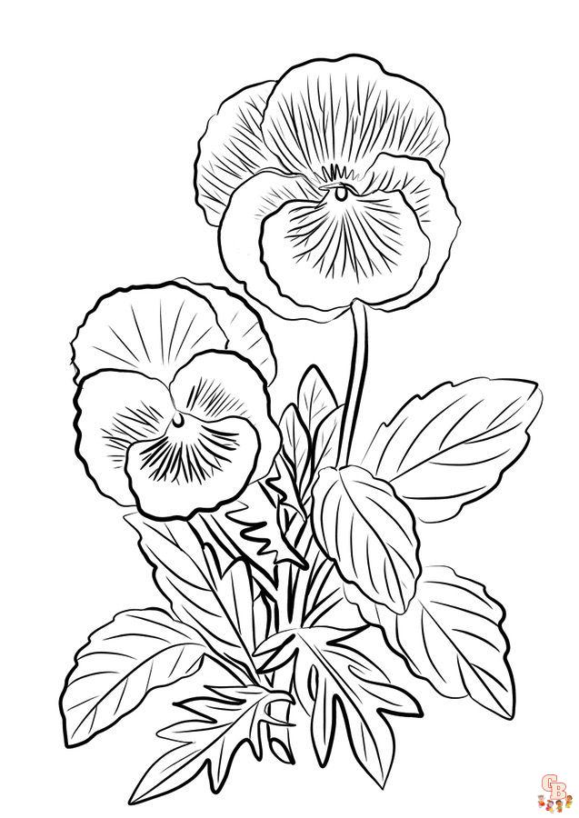 Pansy coloring pages13