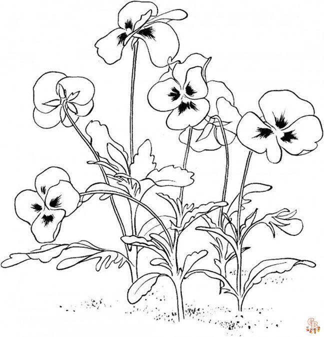 Pansy coloring pages14