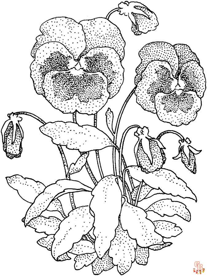 Pansy coloring pages15