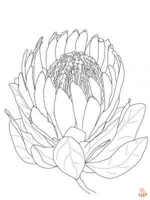 Proteas Coloring Pages 1