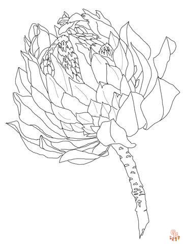 Proteas Coloring Pages 2