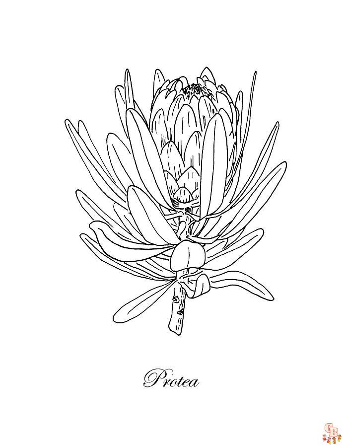 Proteas Coloring Pages 5