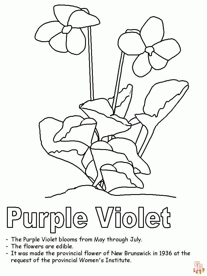 Violet coloring pages09