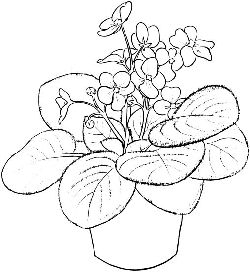Violet Coloring Pages Free Printable Sheets for Kids