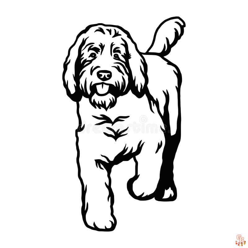Goldendoodle coloring pages free