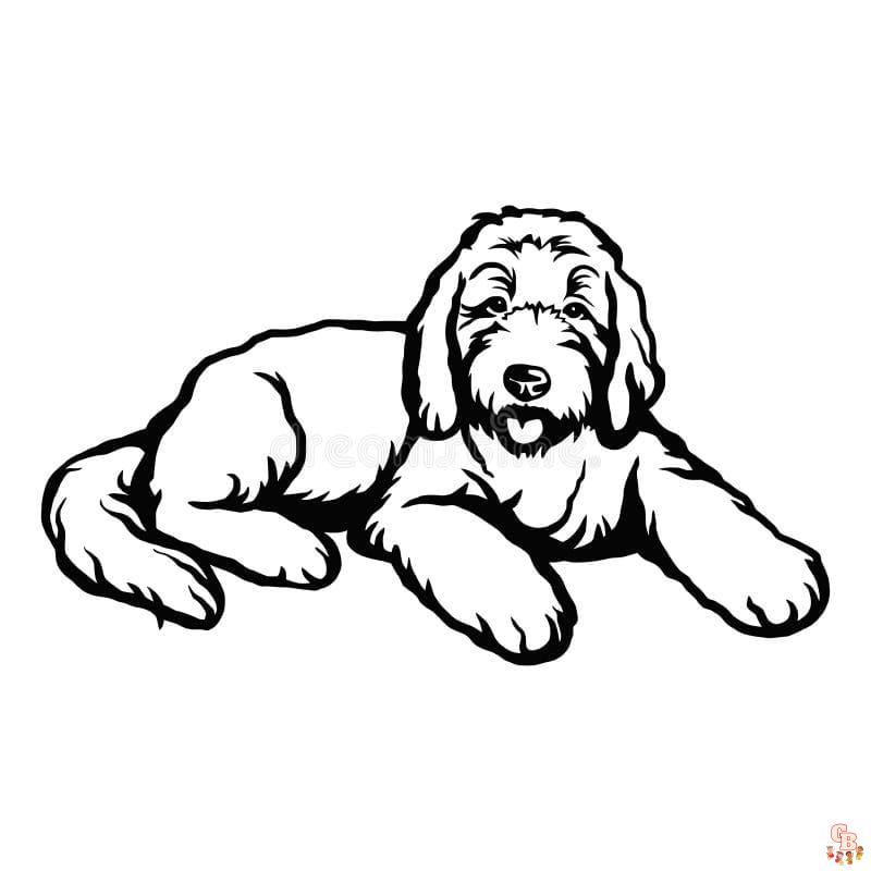 Goldendoodle coloring pages printable
