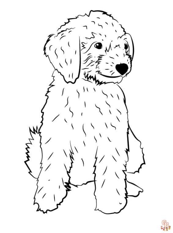 Goldendoodle coloring pages to print