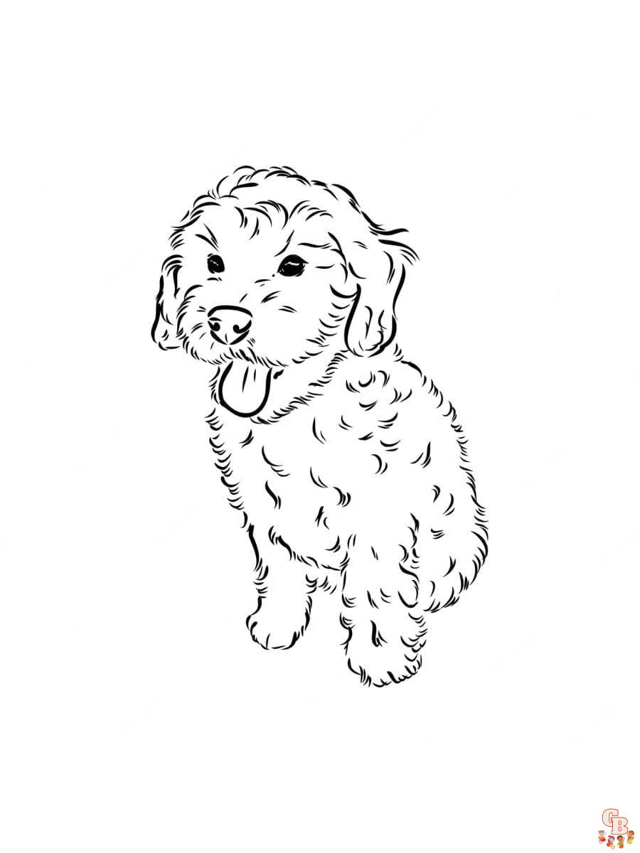 Goldendoodle coloring pages