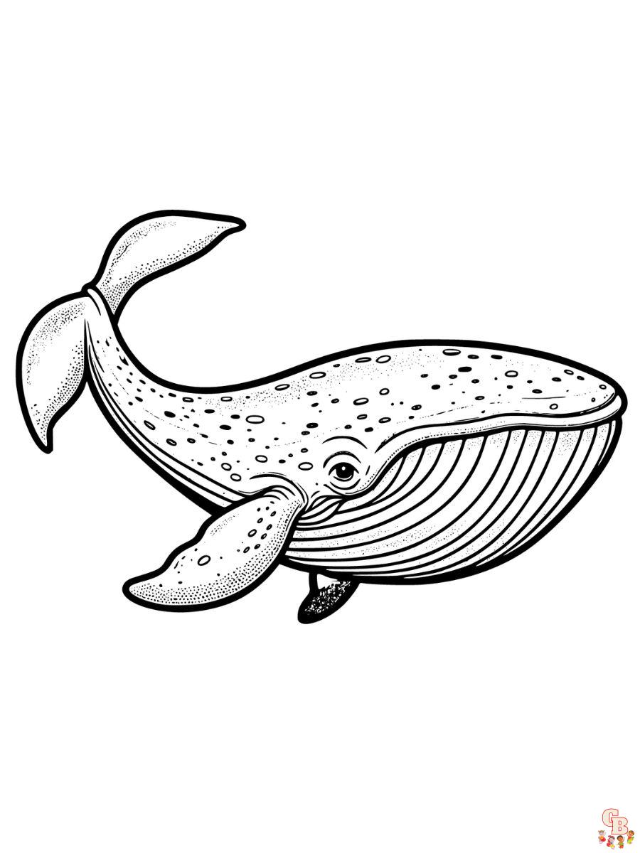 Realistic Whale Coloring Page