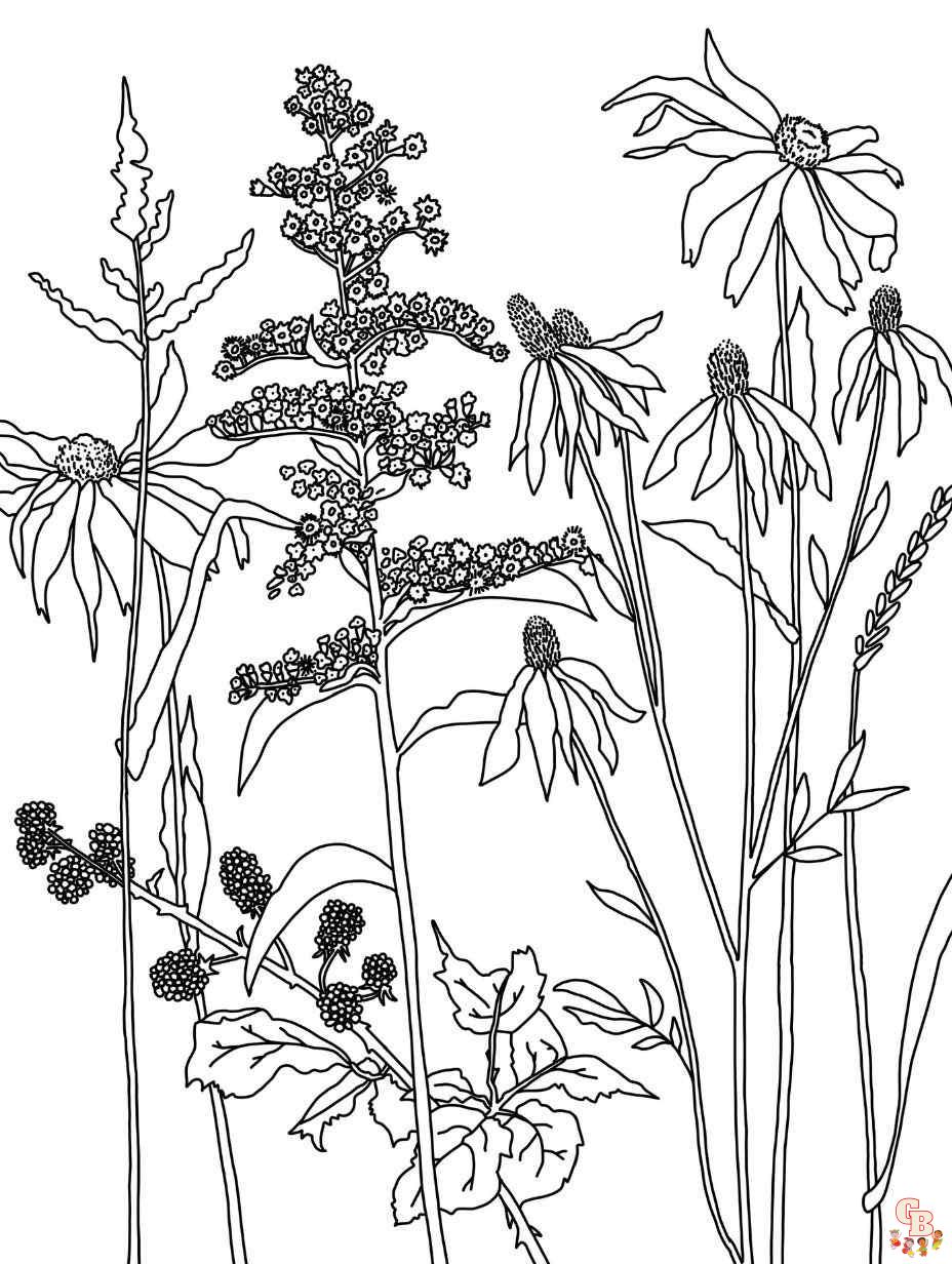 Wildflower Coloring Pages