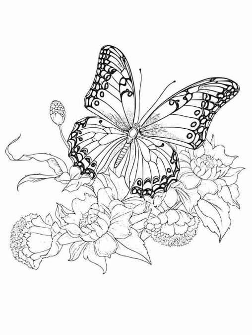 Flutter into Fun with Preschool Butterfly Coloring Pages