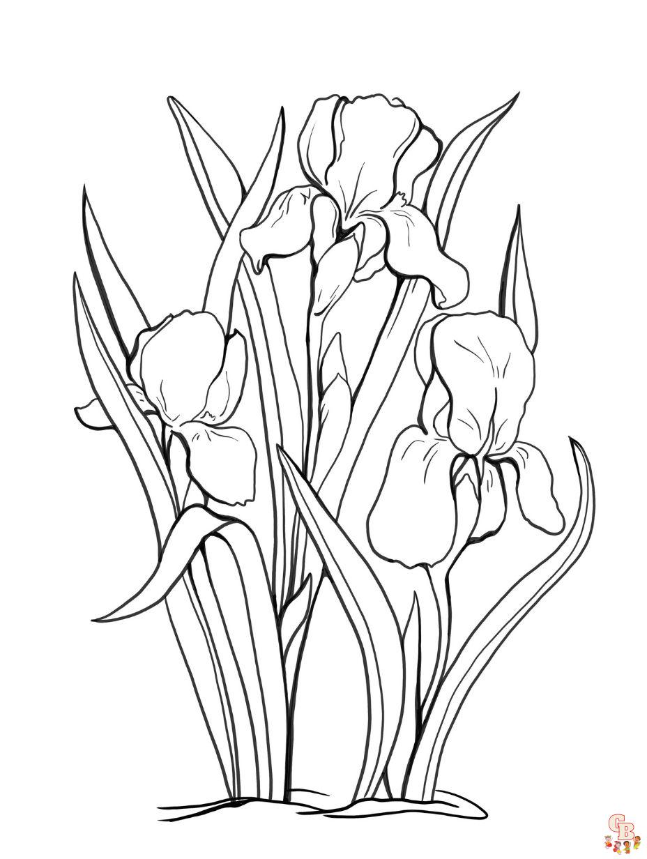 coloring pages of iris flower