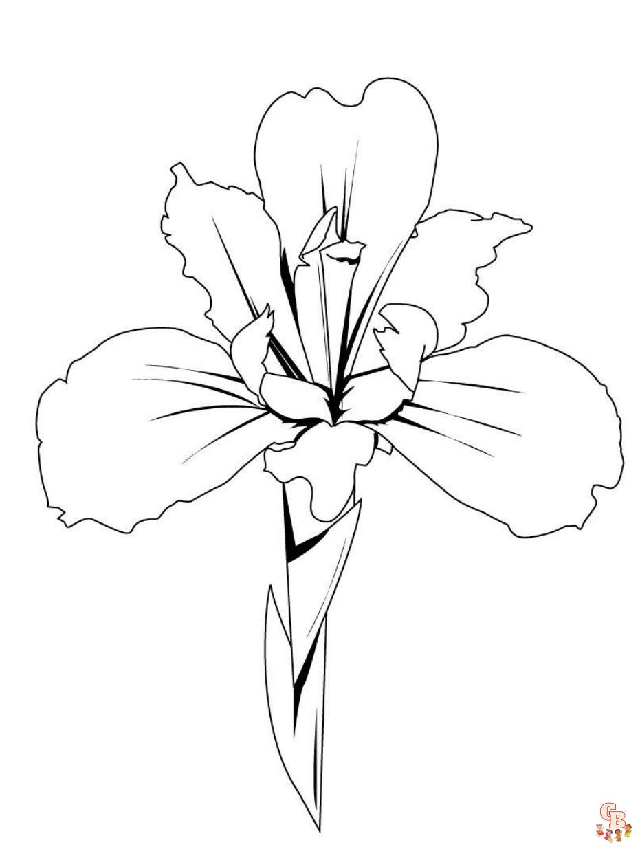 iris flower coloring page