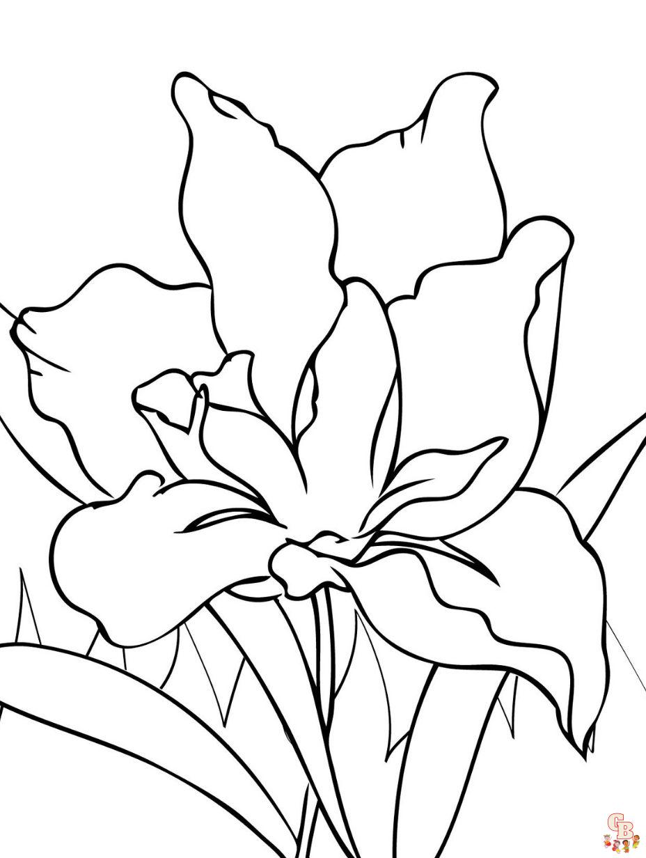 iris flower coloring pages