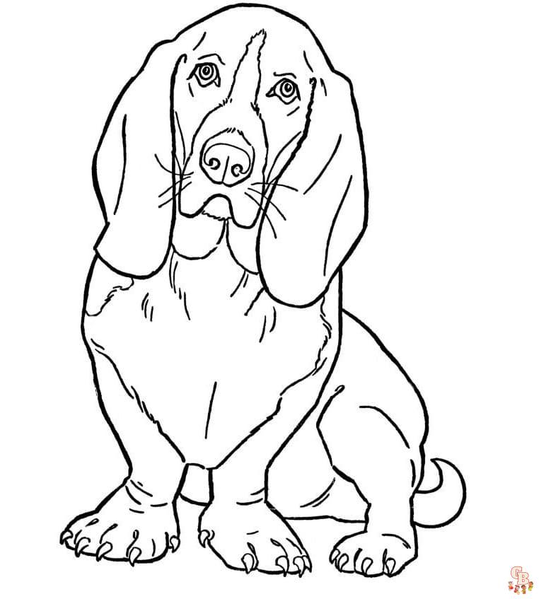 Basset Hound coloring pages to print