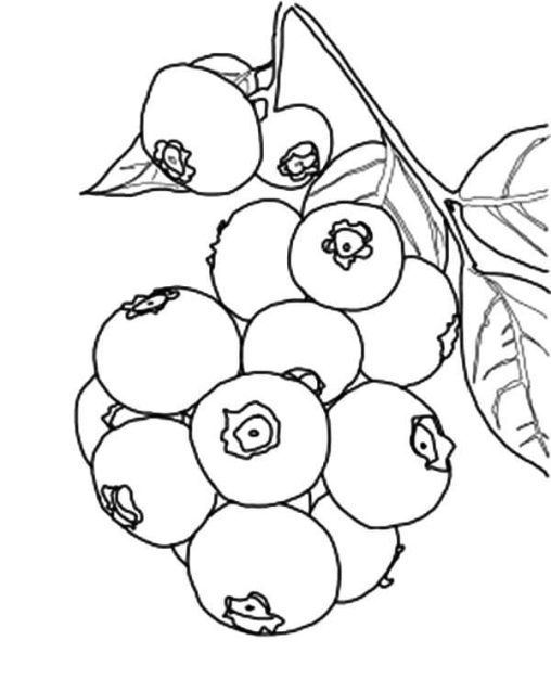 Printable Blueberry Coloring Pages Free For Kids And Adults