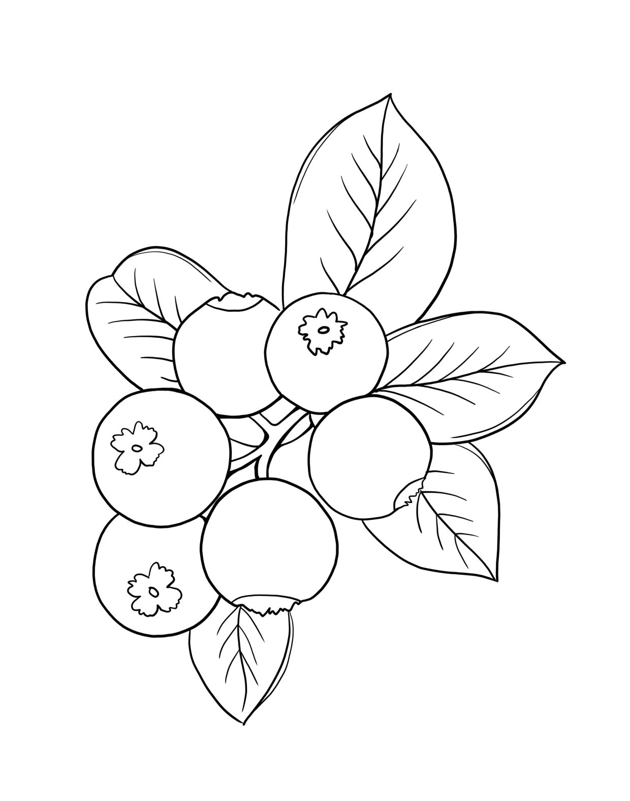 Printable Blueberry Coloring Pages Free For Kids And Adults