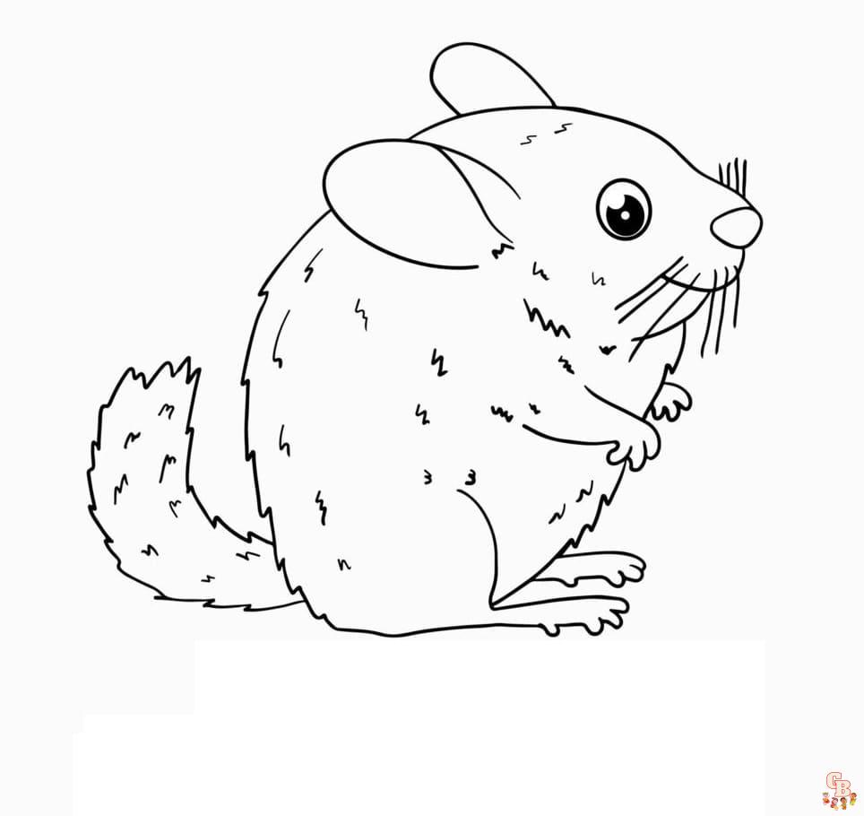 Chinchilla coloring pages free