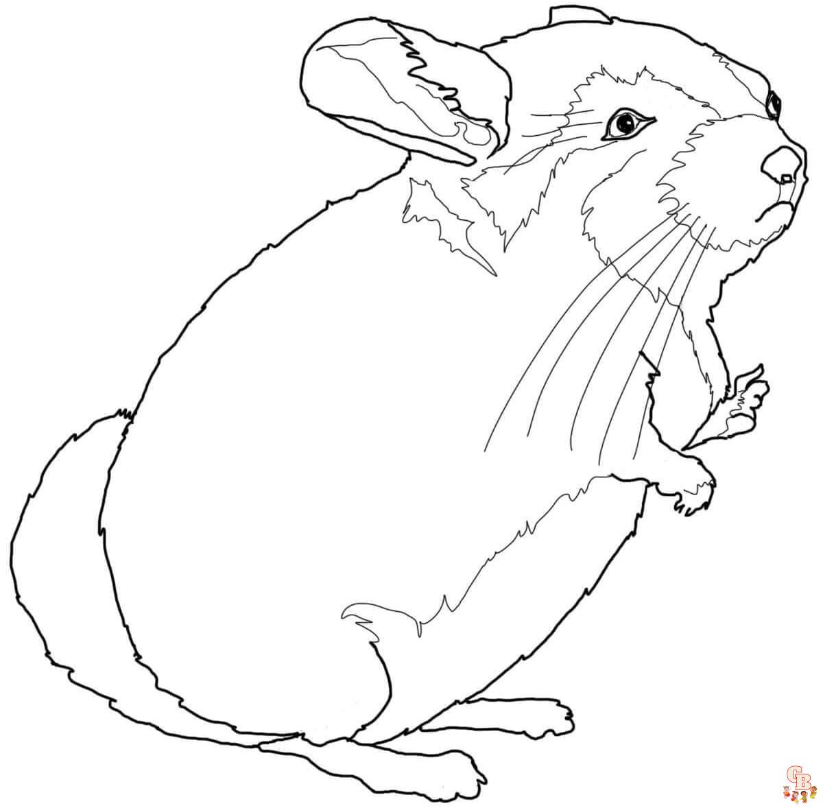Chinchilla coloring pages printable free