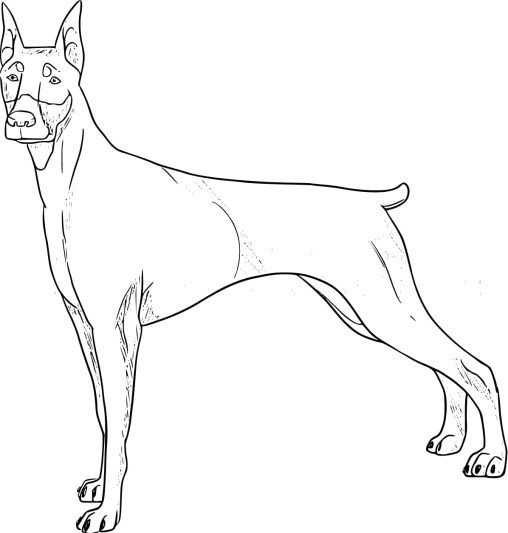 Prinatble Doberman Coloring Pages Free For Kids And Adults