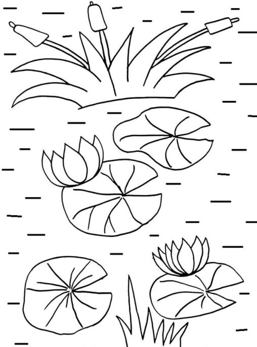 Printable Lily Pads Coloring Pages Free For Kids And Adults