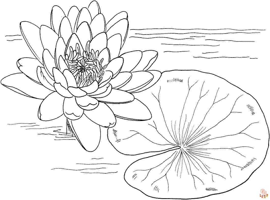 lily pads Coloring Sheets